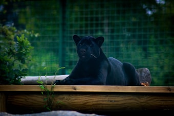 A black panther rests on a wooden platform surrounded by green foliage. The background consists of a green wire fence and blurred vegetation, adding depth to the setting. The panther has a sleek, muscular body and an alert, calm expression.
