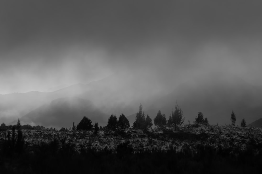 grayscale photography of forest under cloudy skies