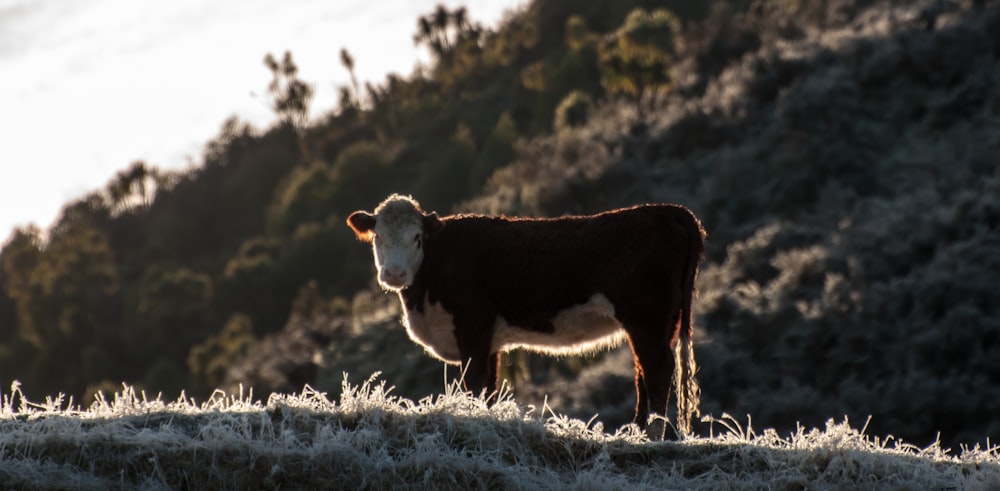 vache brune et blanche