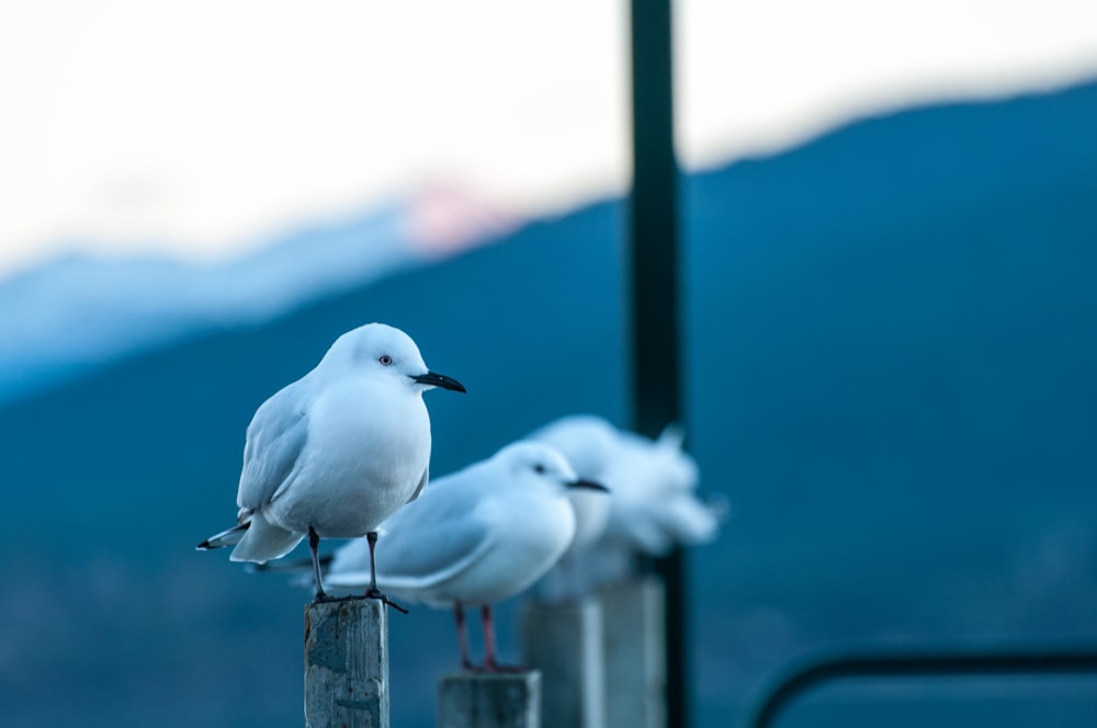two birds standing on wooden stands