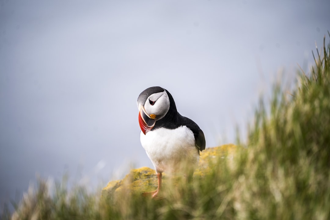 Wildlife photo spot Látrabjarg Snæfellsbær