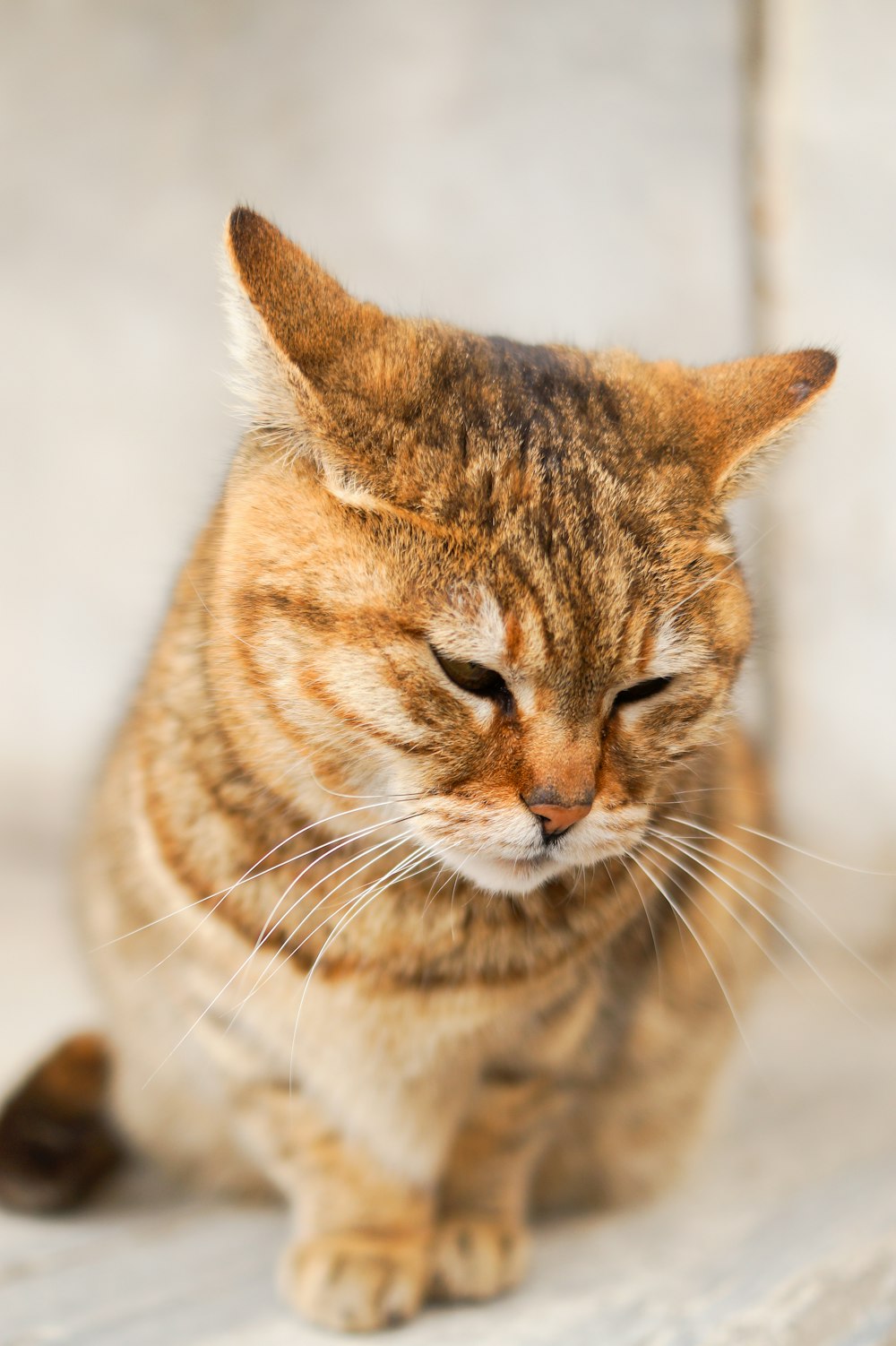 Foto de enfoque selectivo de gato atigrado marrón