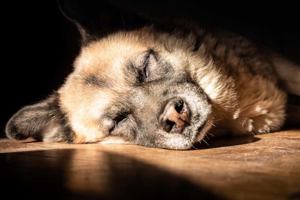 shallow focus photo of long-coated brown dog