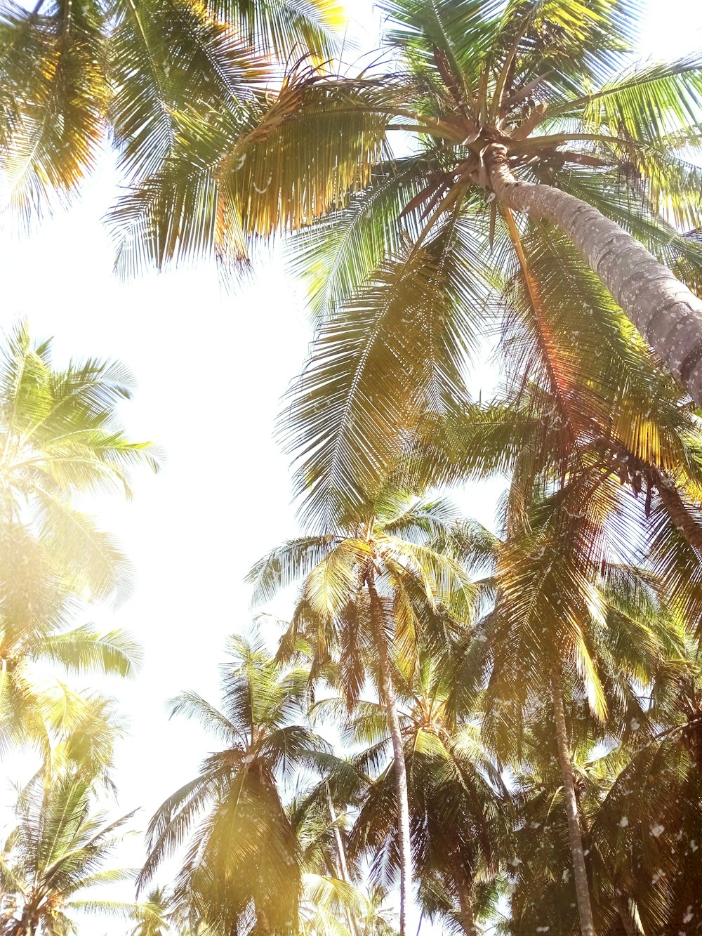 low angle of coconut trees