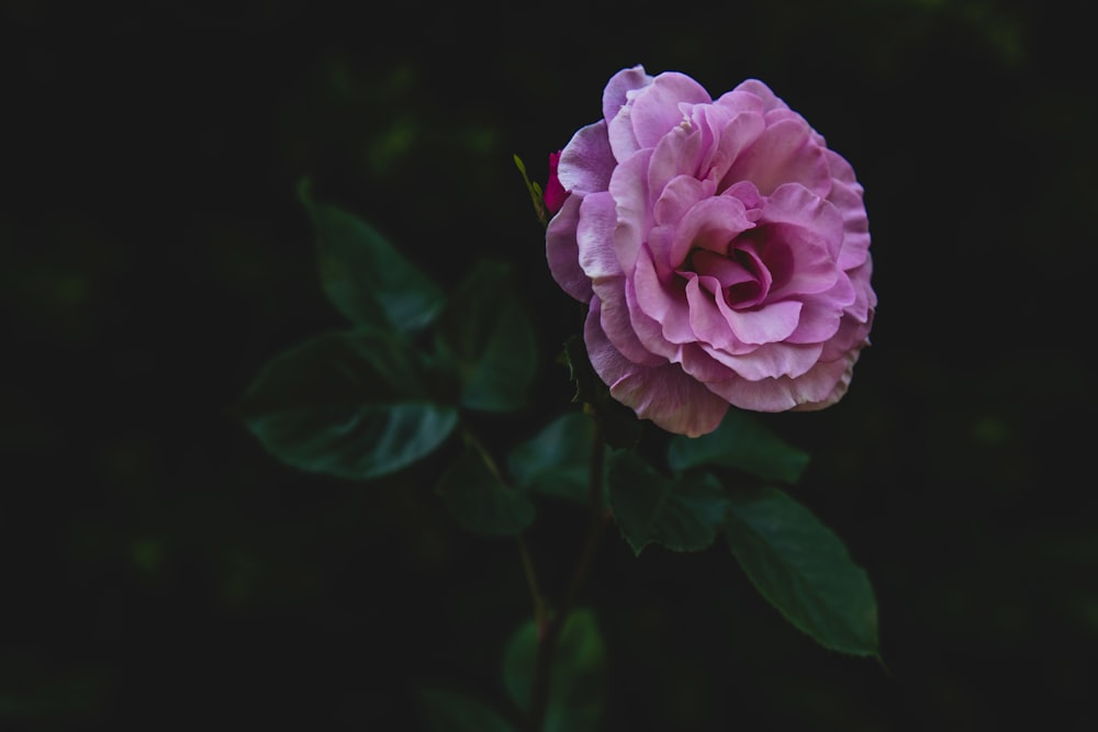 pink rose flower with green leaves