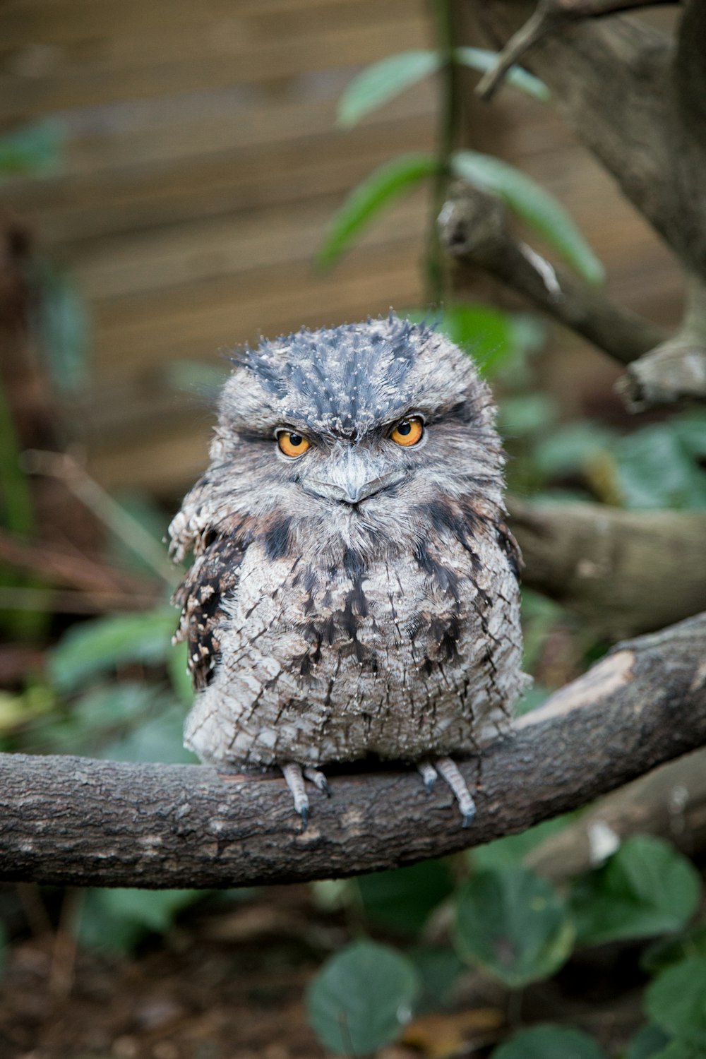 brown owl perched on branch