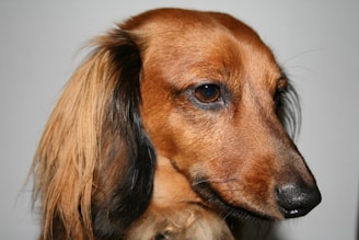 A close-up profile of a dachshund with long, brown fur and attentive eyes. The dog has black fur around the ears, and its nose is pointed. The image captures a sharp and detailed look at the dog's face.