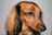 A close-up profile of a dachshund with long, brown fur and attentive eyes. The dog has black fur around the ears, and its nose is pointed. The image captures a sharp and detailed look at the dog's face.