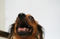 A close-up of a dog's face with its mouth open and pink tongue visible, displaying a joyful and playful expression. Its eyes are wide open, and its ears are perked up against a plain white background.