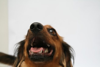 A close-up of a dog's face with its mouth open and pink tongue visible, displaying a joyful and playful expression. Its eyes are wide open, and its ears are perked up against a plain white background.