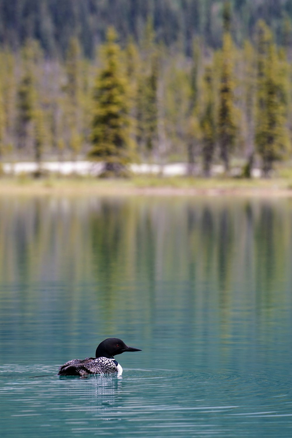 black duck on body of water