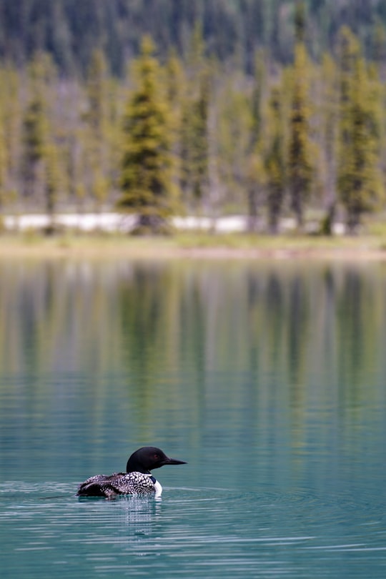 black duck on body of water in Emerald Lake Canada