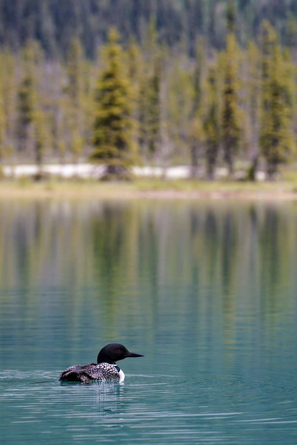 canard noir sur plan d’eau