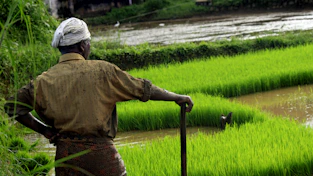 A farmer carefully inspecting rice stalks in traditional attire.
