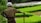 A farmer stands in a field of vibrant green rice paddies, holding a stick. The farmer is wearing a headscarf and has a muddy shirt, indicating recent work in the field.