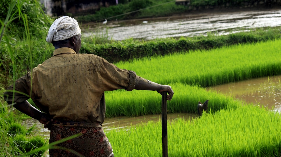 A farmer stands in a field of vibrant green rice paddies, holding a stick. The farmer is wearing a headscarf and has a muddy shirt, indicating recent work in the field.