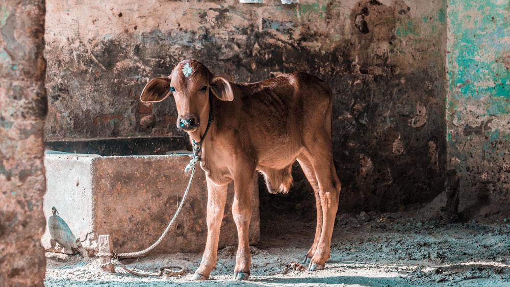 brown cow standing near concrete wall