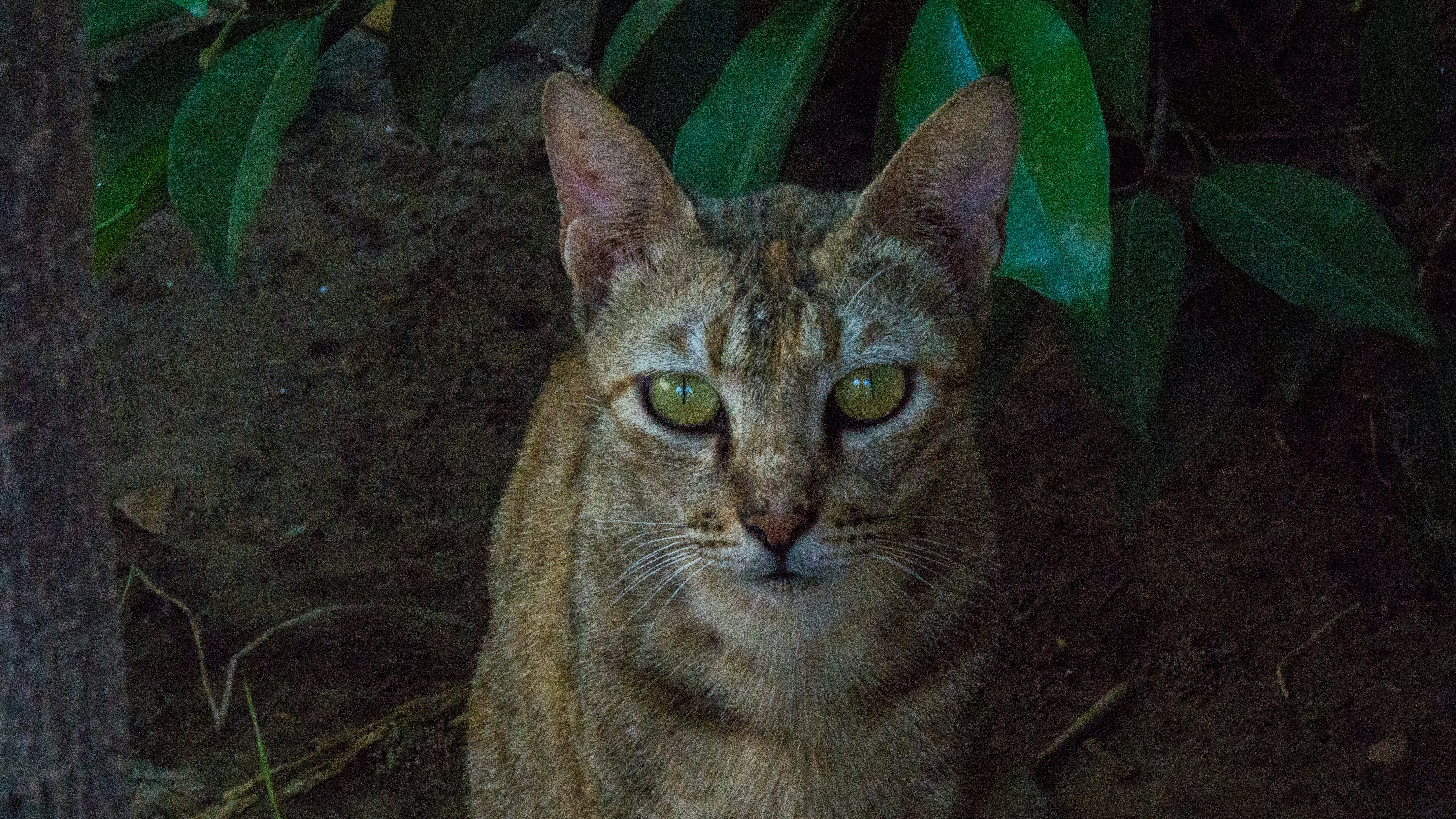 Ready to attack