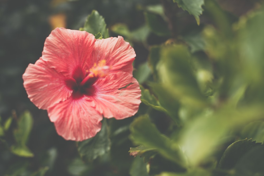 red petaled flower with green leaves