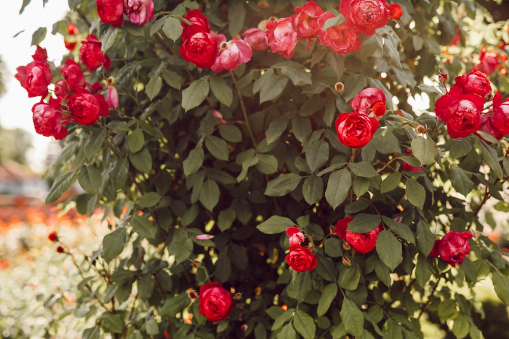 a bush of red roses in a garden