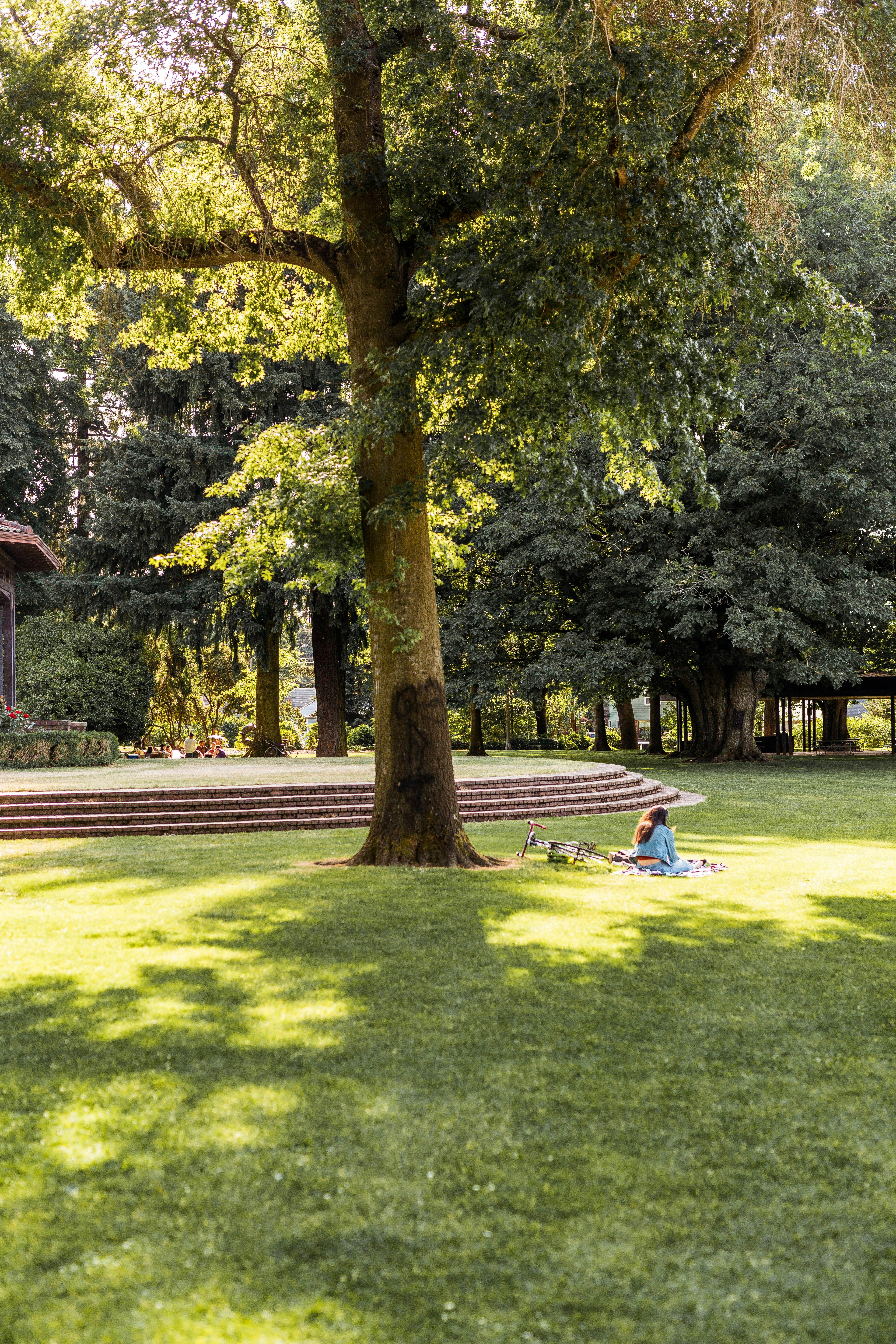 a person sitting under a tree in a park