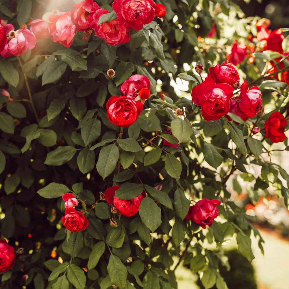 a bush of red roses with green leaves