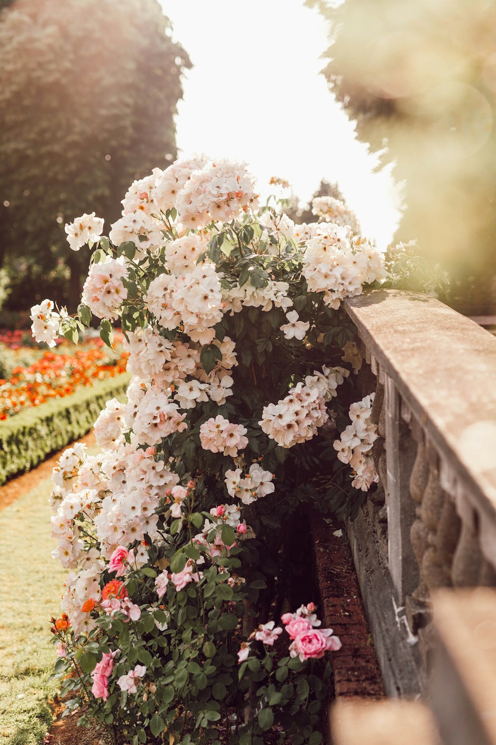 white flowers beside a gray concrete ledge