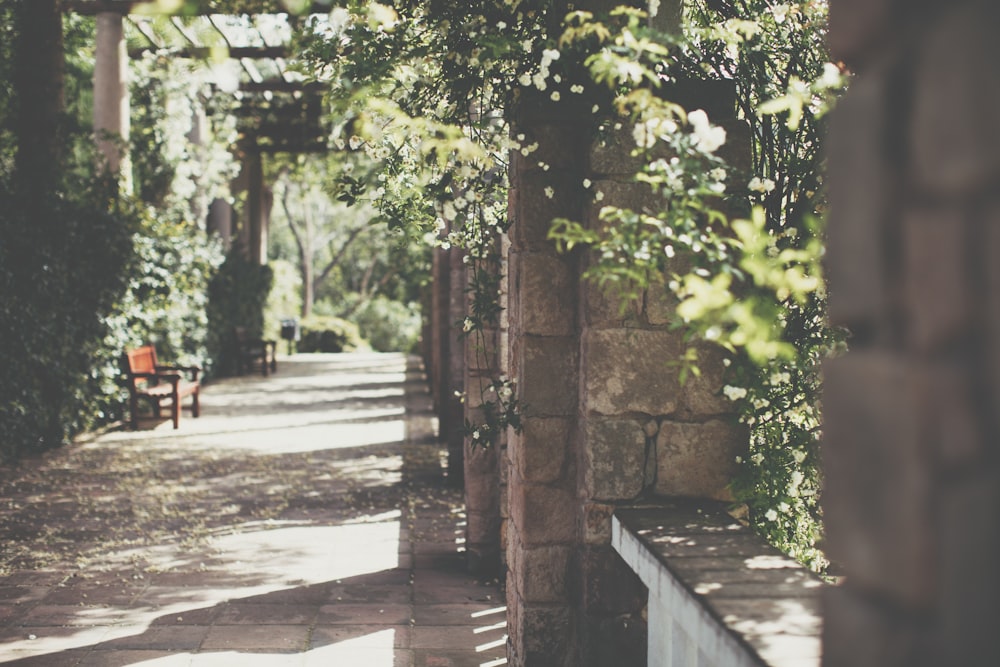 brown bench beside green leaf plant