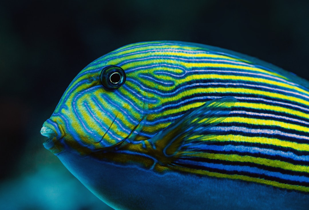 close-up photography blue and yellow striped fish
