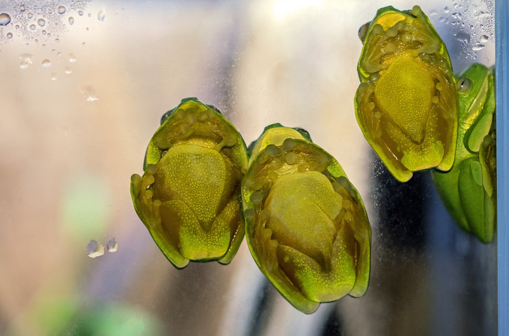 green-and-yellow frogs