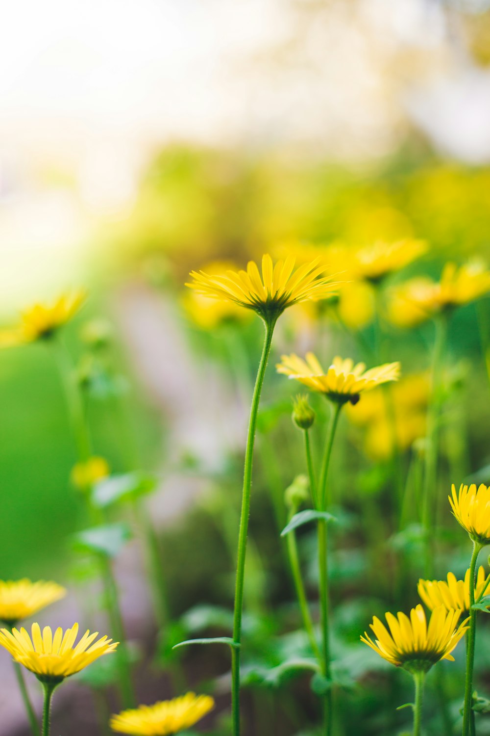 Photographie par décalage d’inclinaison de marguerites jaunes