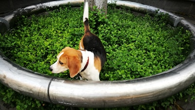 A sturdy metal dog crate placed outdoors with a playful beagle nearby.