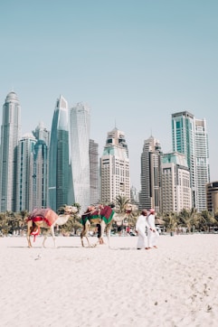 camels on beach sands