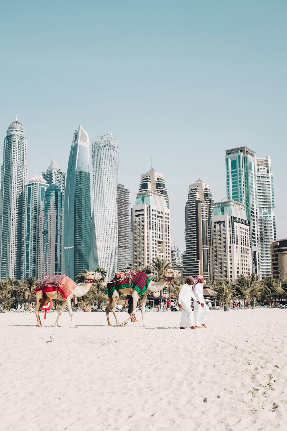 camels on beach sands