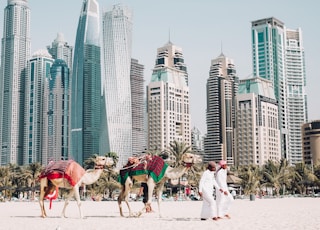 camels on beach sands