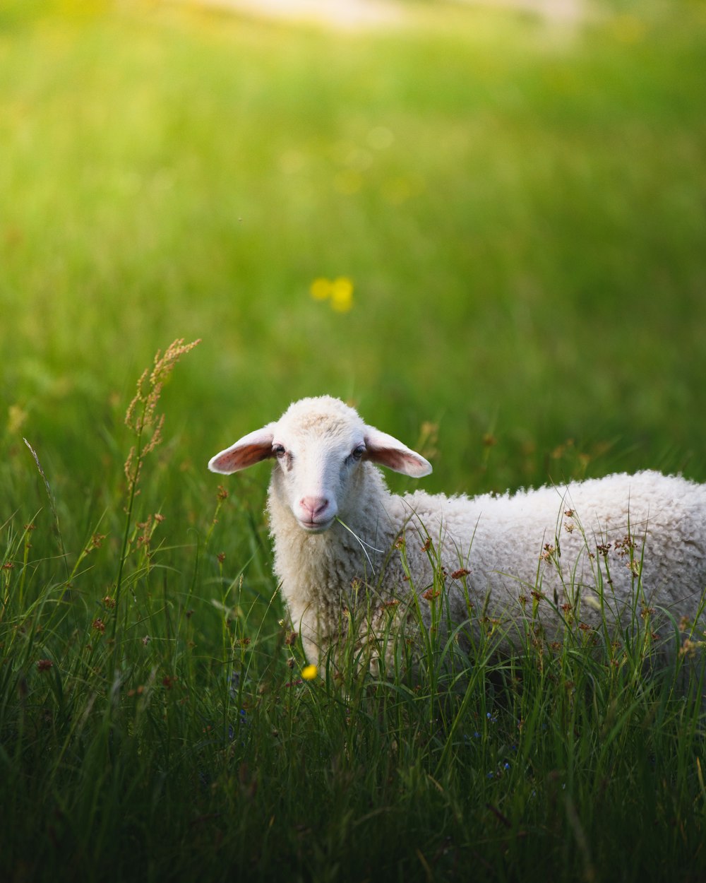 moutons sur le champ d’herbe