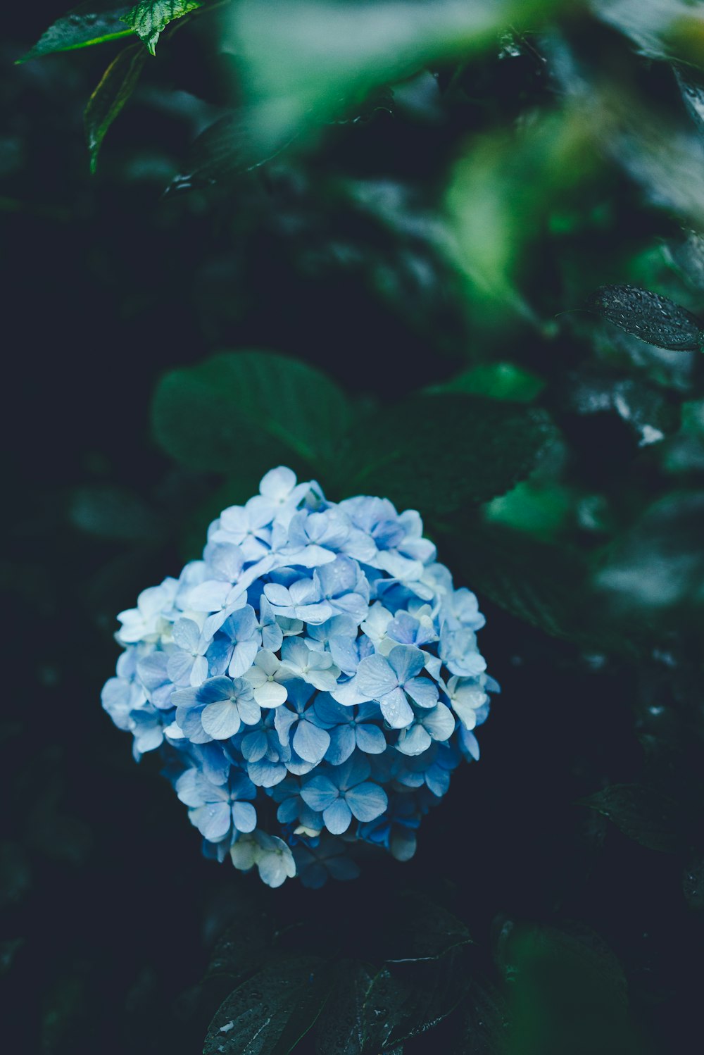 teal petaled flower with green leaves