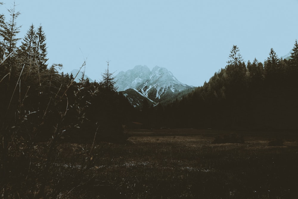 trees and mountain scenery