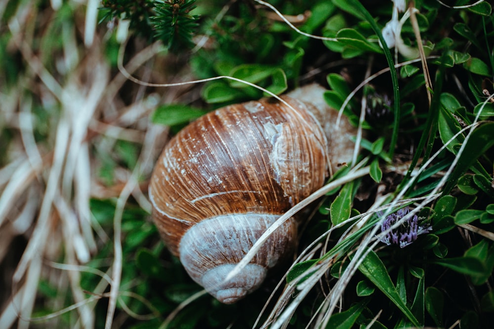 brown snail on green leafed plant