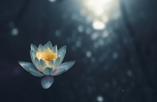 A serene lotus flower glowing softly under gentle moonlight with subtle golden accents.