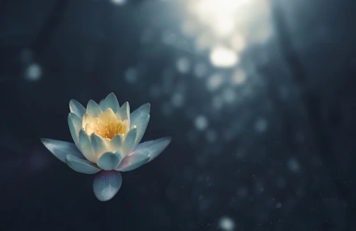 Softly glowing lotus flower with gentle light rays on a muted lavender background.