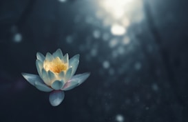 A delicate and serene lotus flower with pale petals and a bright yellow center is illuminated against a dark, soft-focus background. Light bokeh adds a mystical and tranquil atmosphere to the scene.