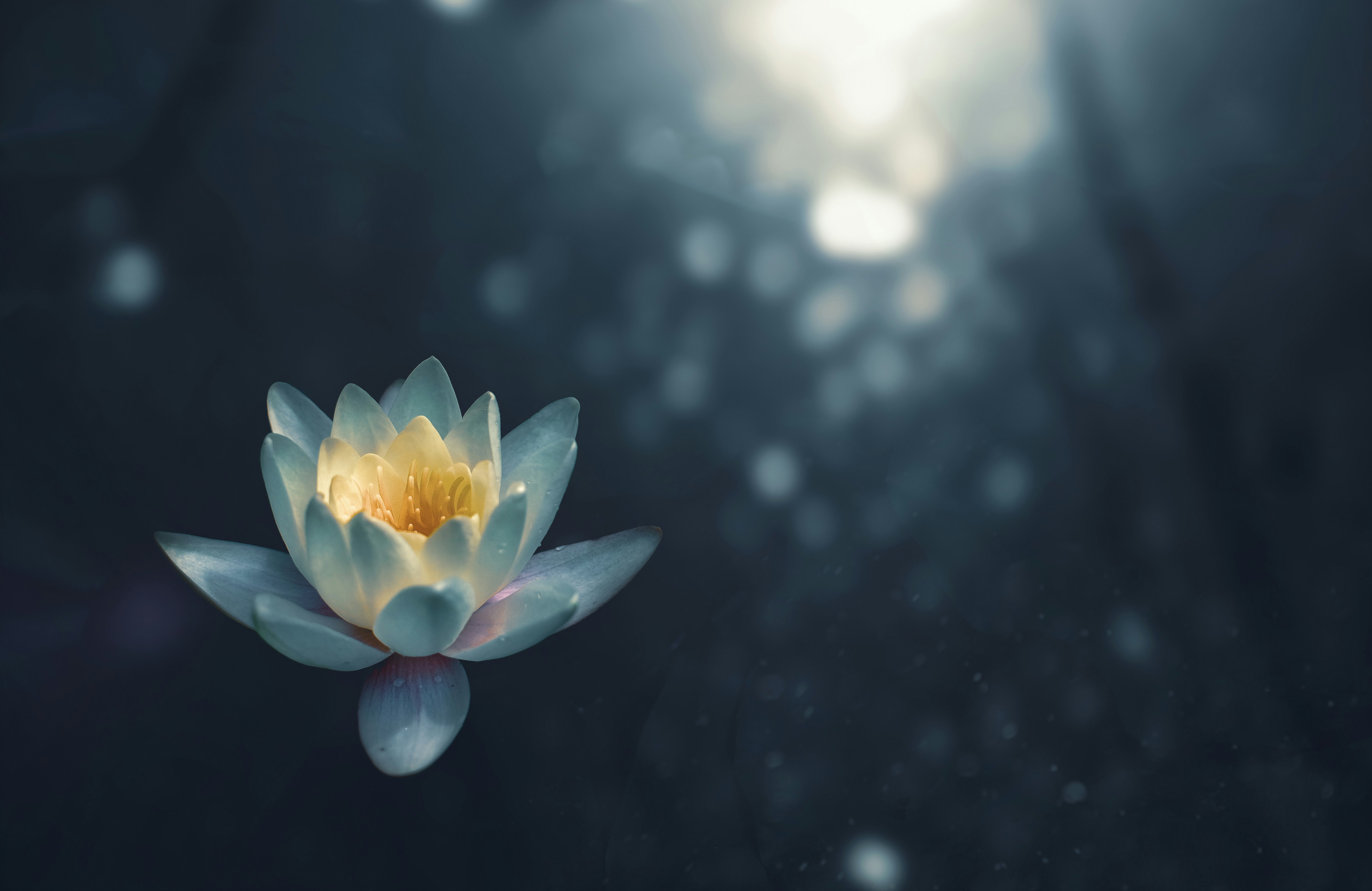 Water lily