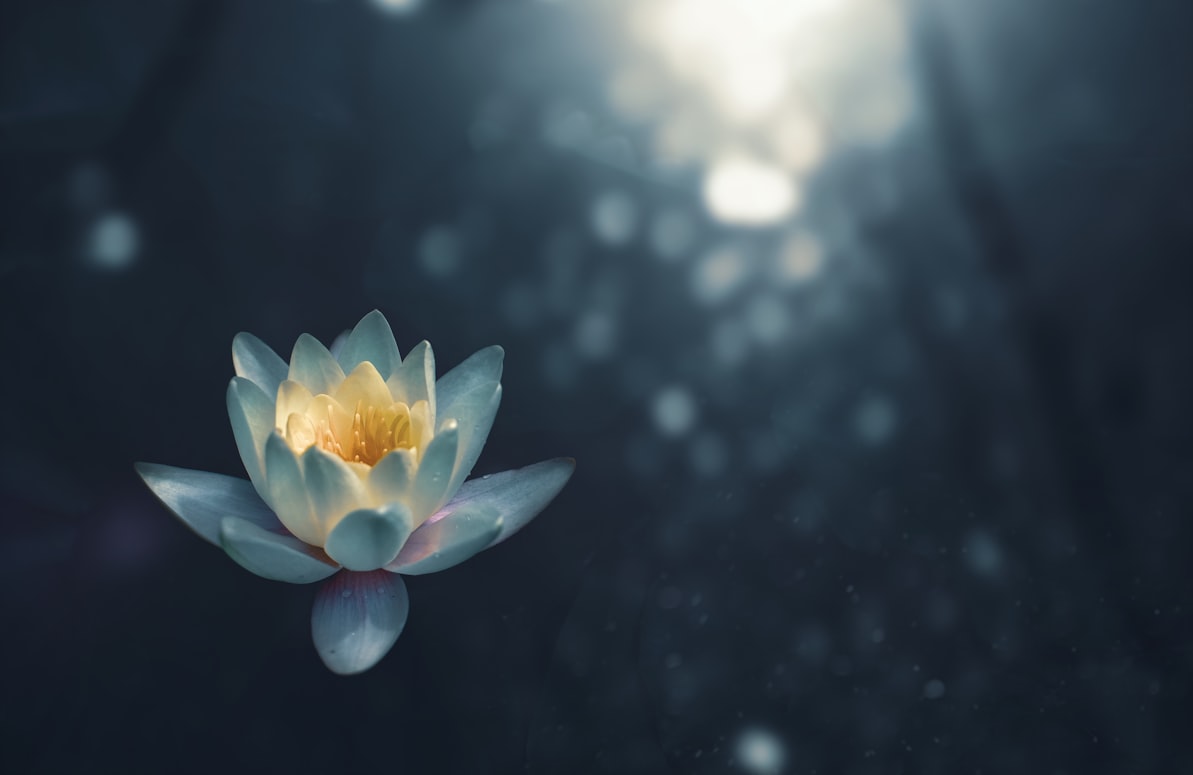 Image is of a white lotus flower on water