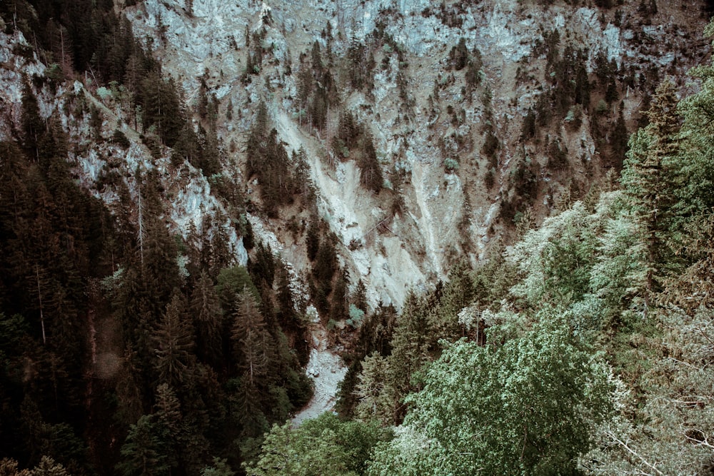 green tree on mountain