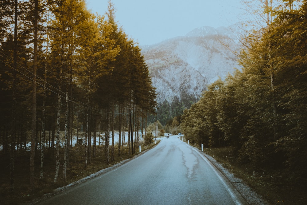 gray road between green leafed trees