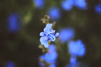 Close-up of a delicate Abyss Bloom flower blossoming with vibrant blue petals against a soft-focus garden background.