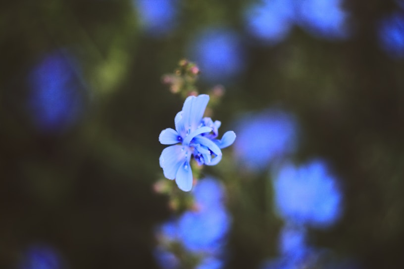 Close-up of a delicate Abyss Bloom flower blossoming with vibrant blue petals against a soft-focus garden background.