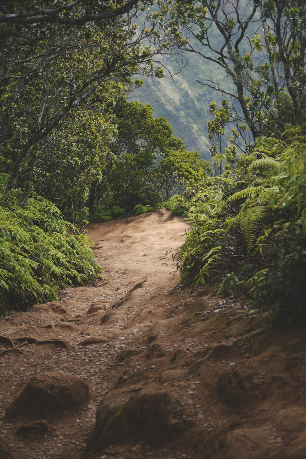 pathway through mountain woods