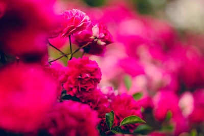 selective focus of pink petaled flowers saturated zoom background